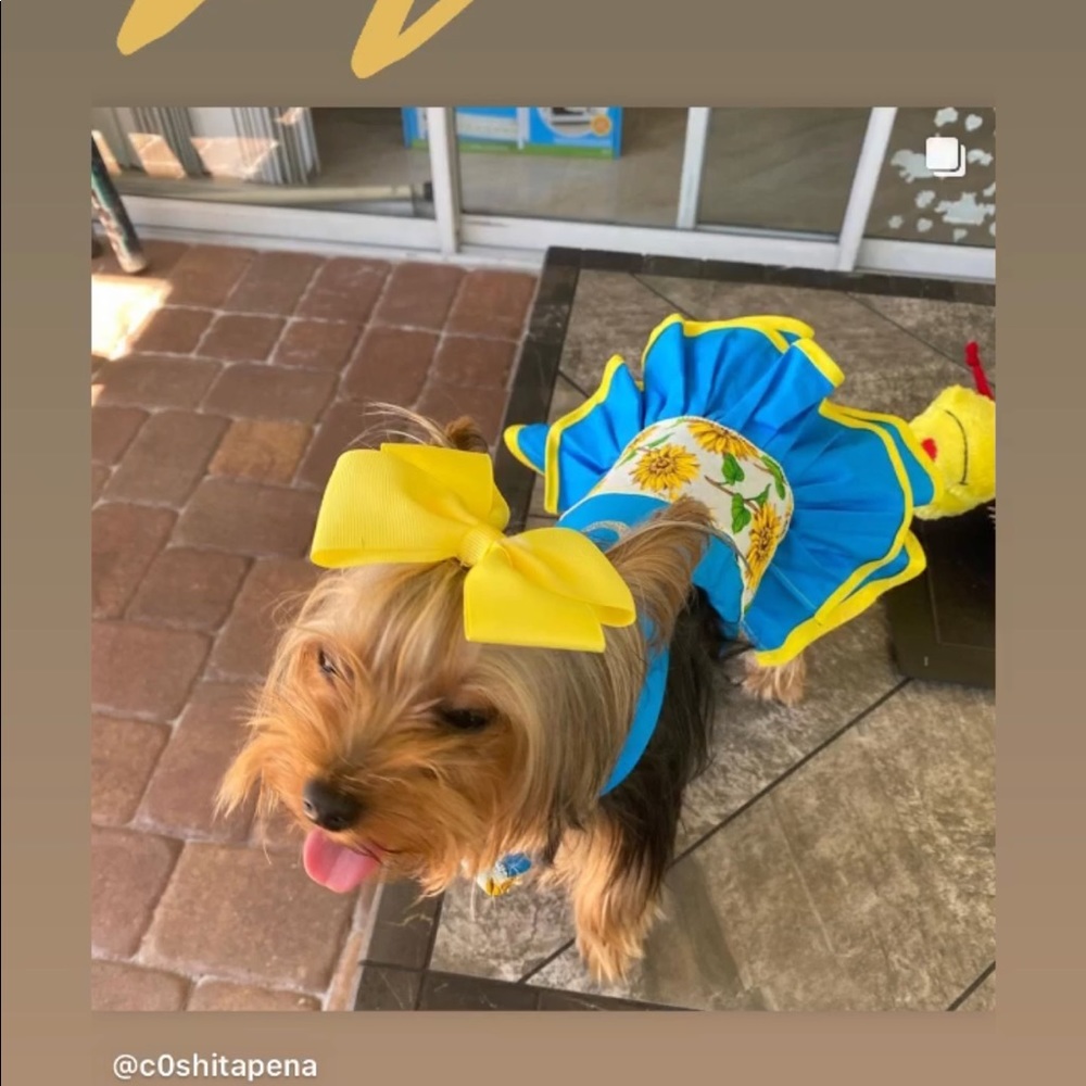 Dog dress sunflower 🌻